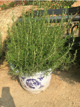 怎樣讓迷迭香盆景芳香整個房間