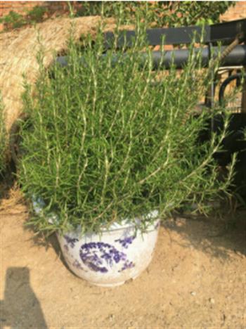 想要迷迭香盆景更漂亮，看這里