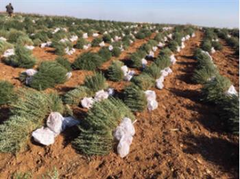 種植迷迭香種苗，不是難事哦！